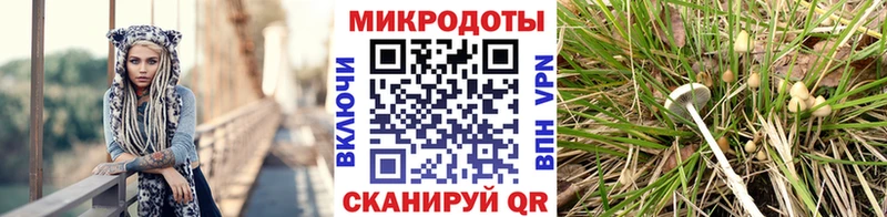 Псилоцибиновые грибы Psilocybe  Приозерск 